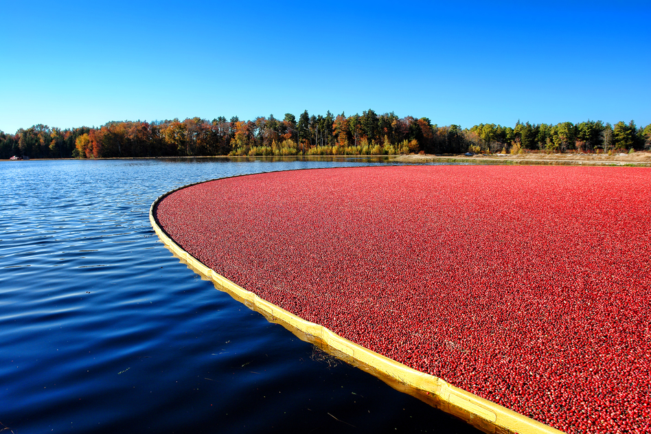 Cannebergières Canada